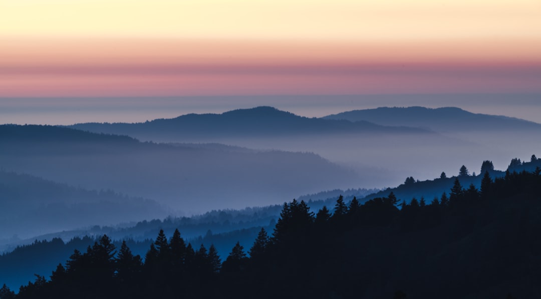 silhouette of trees during sunset