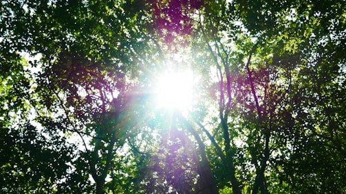 green and red trees with sun rays