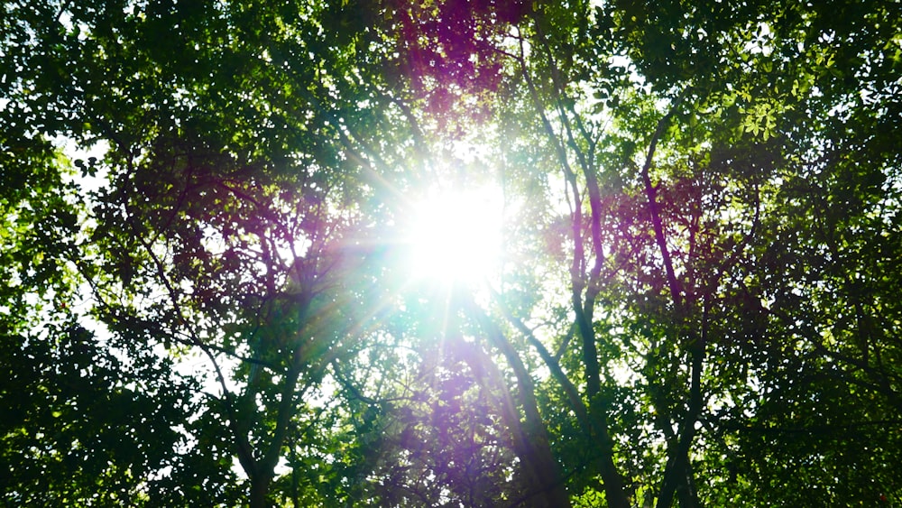 green and red trees with sun rays