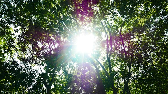 green and red trees with sun rays in Teshima Japan