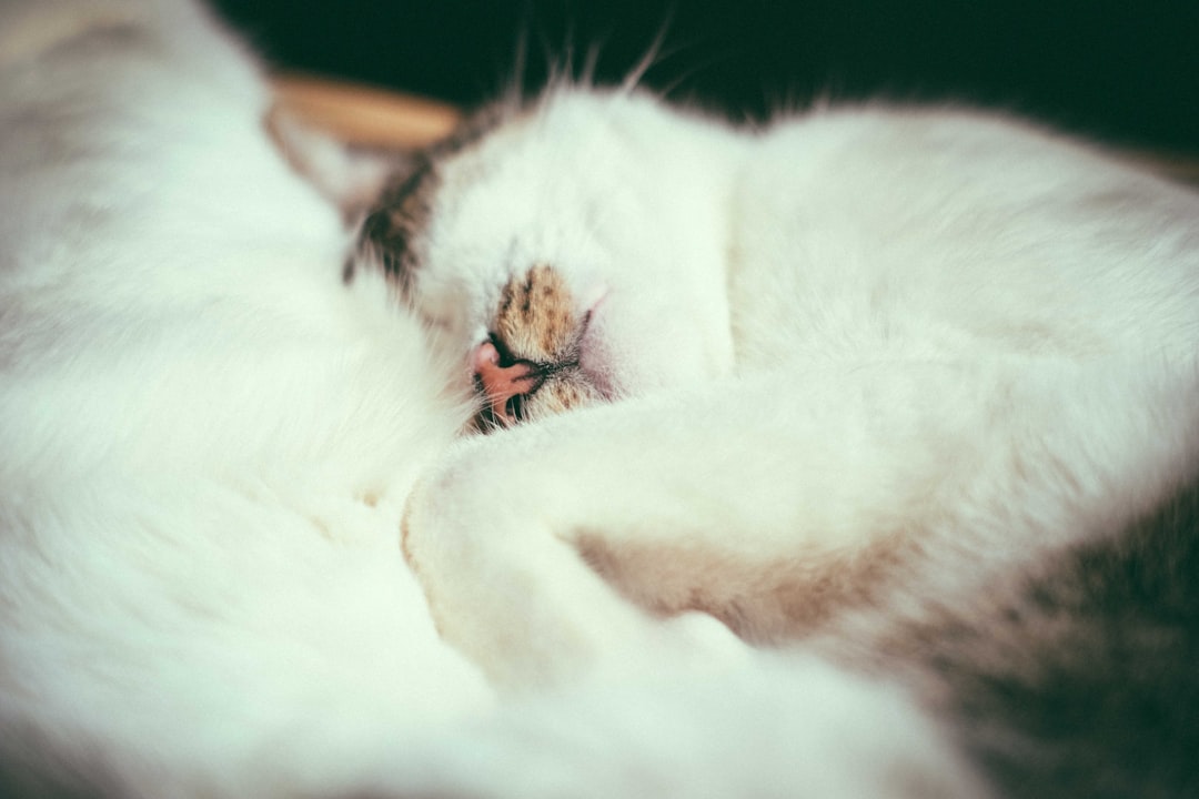 white and black cat lying on brown wooden table