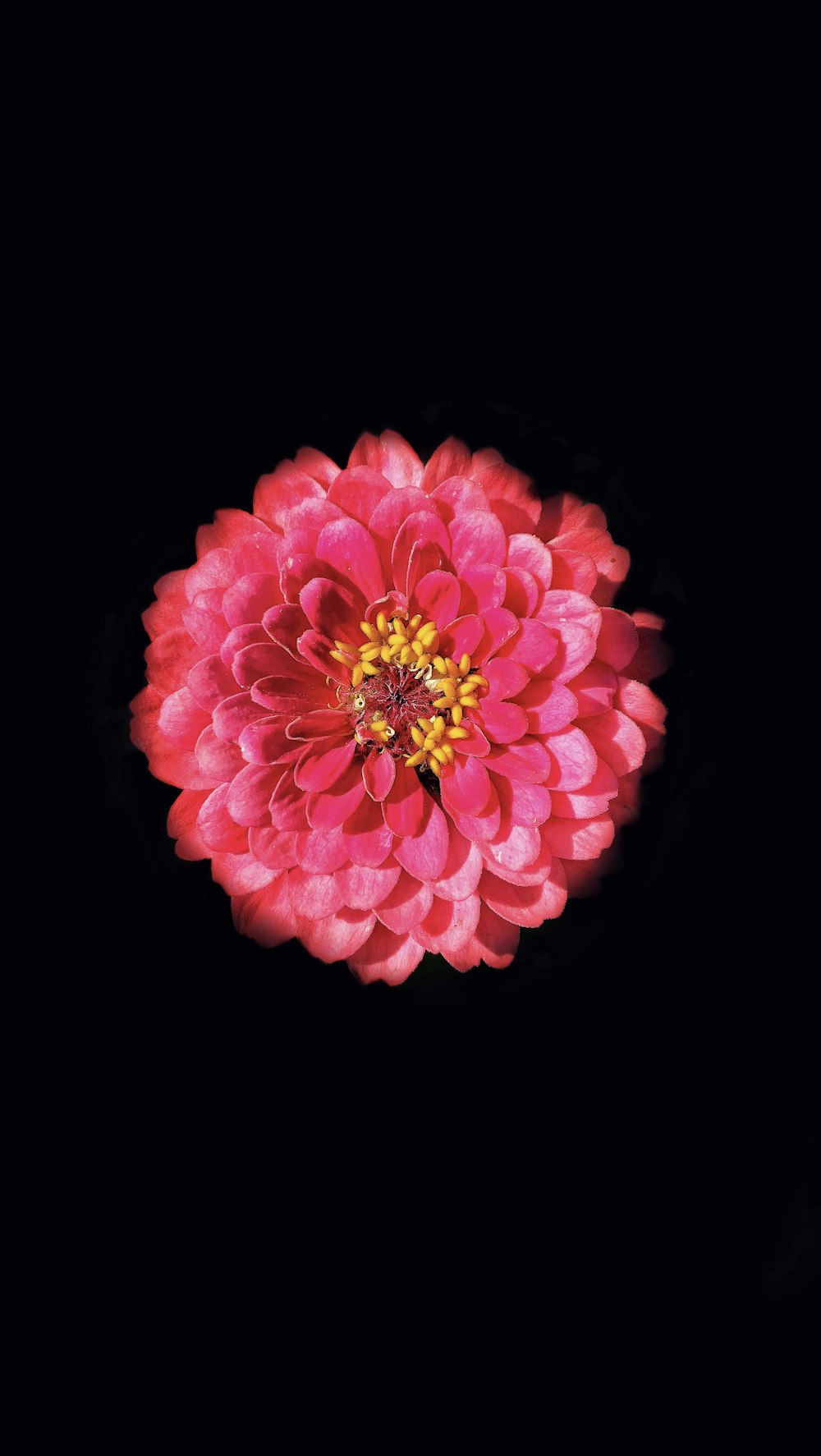검은 배경에 분홍색 꽃