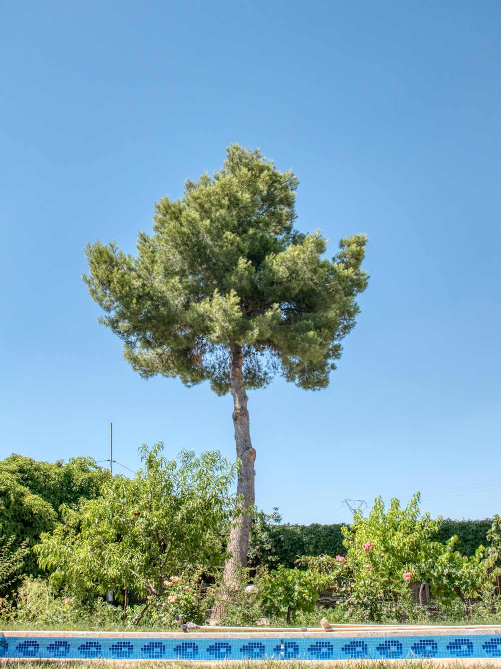 arbre vert sous le ciel bleu pendant la journée