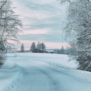 snow covered road between bare trees under cloudy sky during daytime