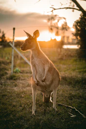A close-up of a red kangaroo against a backdrop of a glowing orange sunset in the Australian outback.