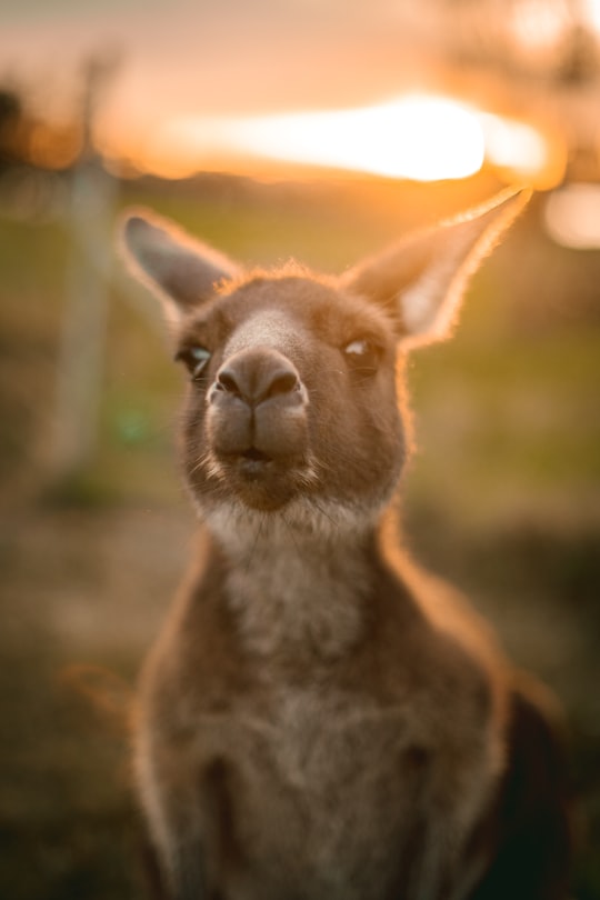 brown and white kangaroo in close up photography during daytime in Heirisson Island Australia