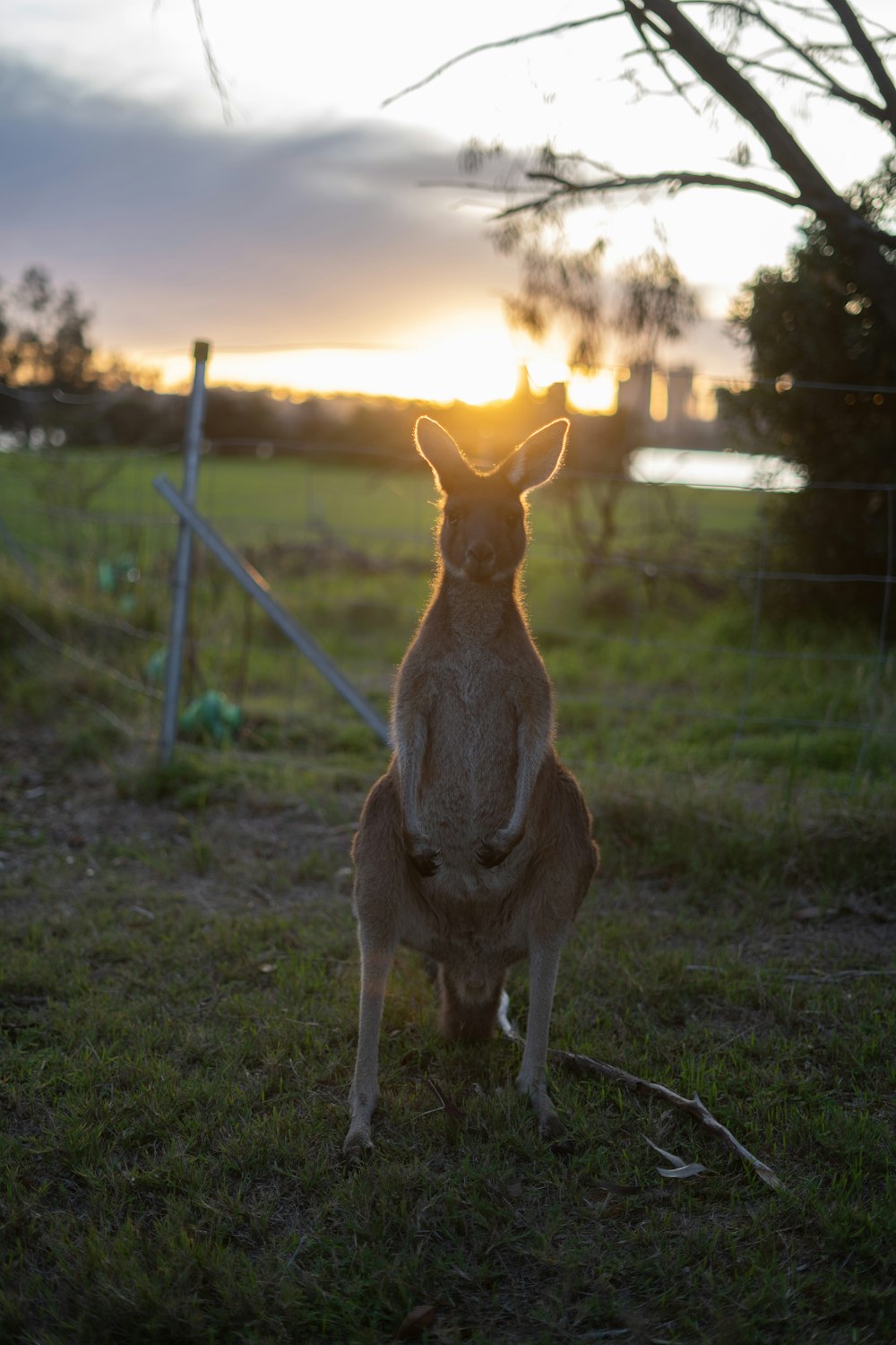 canguru marrom sentado no campo de grama verde durante o pôr do sol