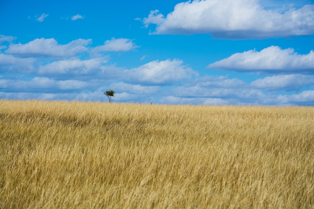 brown grass field under blue sky and white clouds during daytime