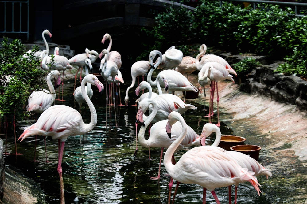 flock of flamingos on water during daytime