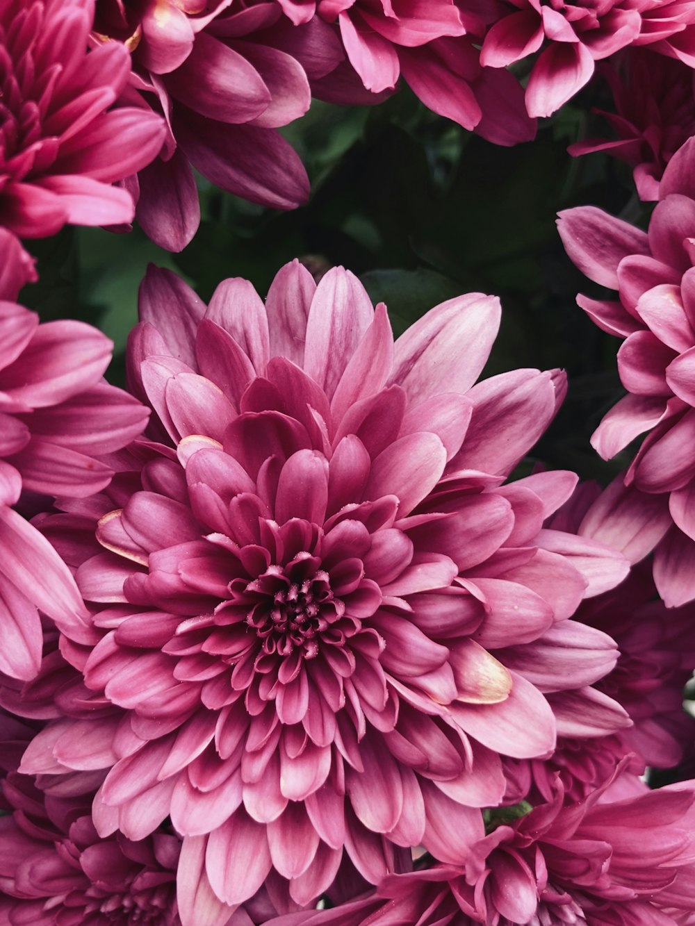 pink flower in macro shot