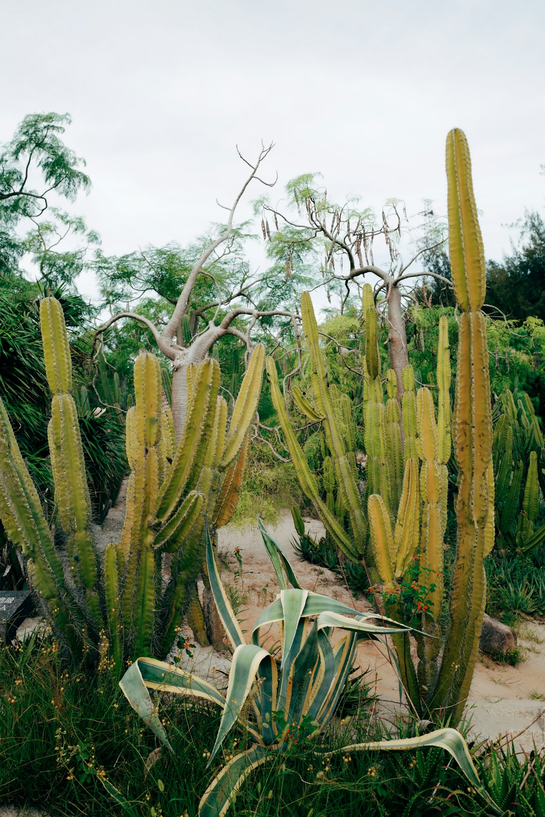 green cactus plants under white sky during daytime