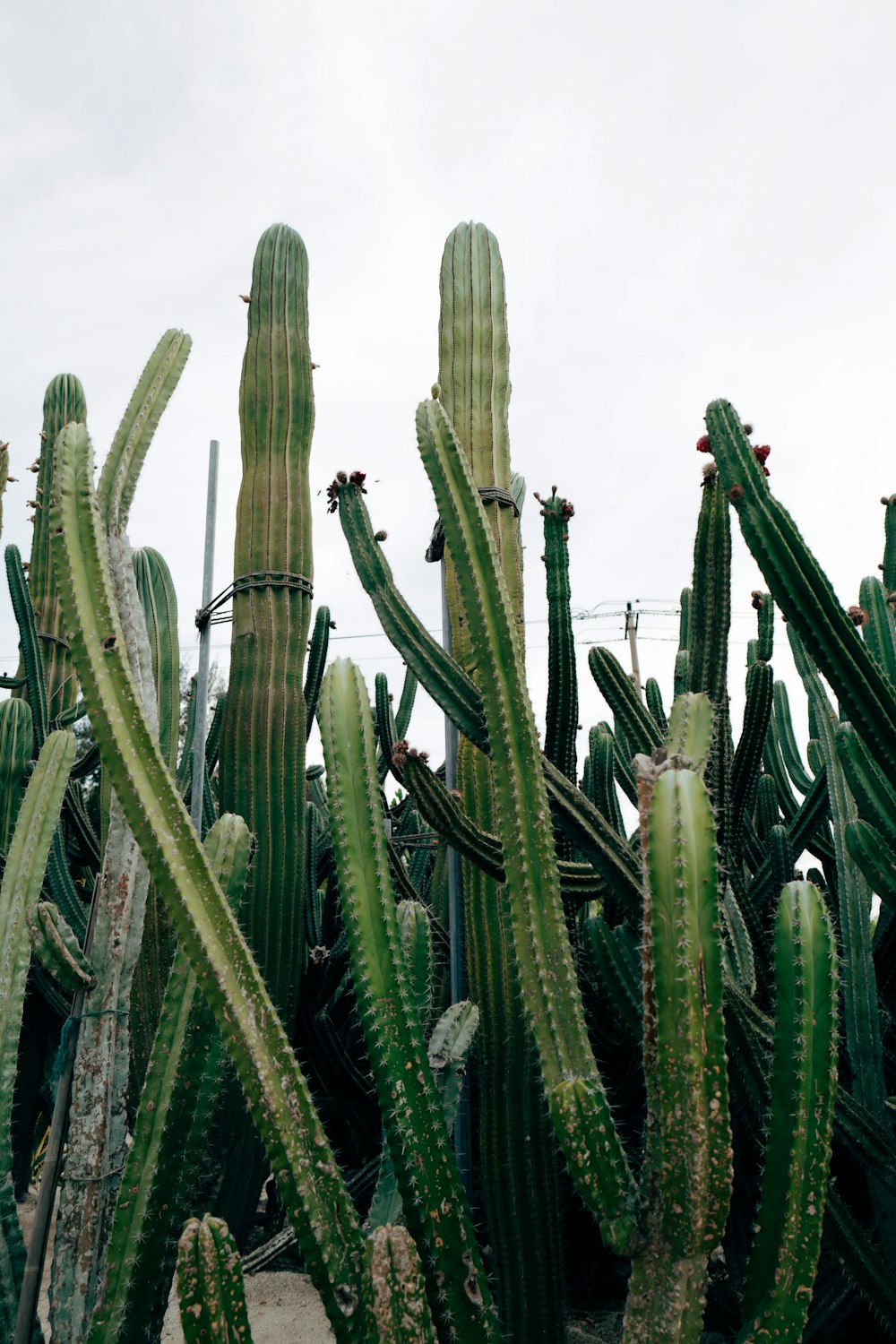 green cactus plants under white sky during daytime