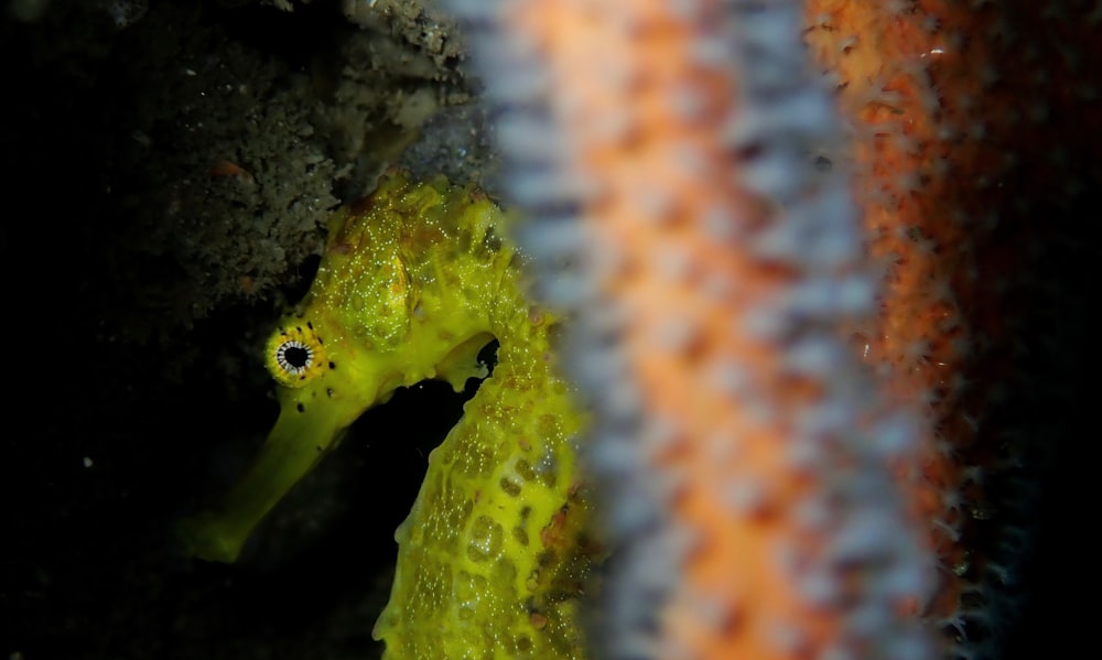 yellow and black pet fish