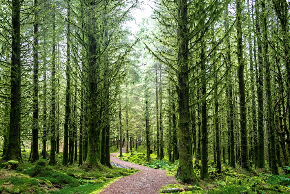 pathway between green trees during daytime