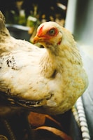 A close-up of a white chicken with speckled feathers, showcasing a vivid red comb and wattle. The chicken's eye is wide open, and its texture-rich feathers are prominently detailed. The background is blurred, with hints of greenery and indistinct shapes, enhancing the focus on the bird.