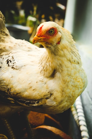 A close-up of a white chicken with speckled feathers, showcasing a vivid red comb and wattle. The chicken's eye is wide open, and its texture-rich feathers are prominently detailed. The background is blurred, with hints of greenery and indistinct shapes, enhancing the focus on the bird.