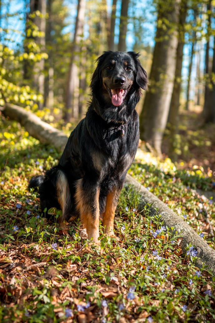 Cane Hovawart a pelo lungo nero e marrone su foglie verdi e gialle in un bosco durante il giorno