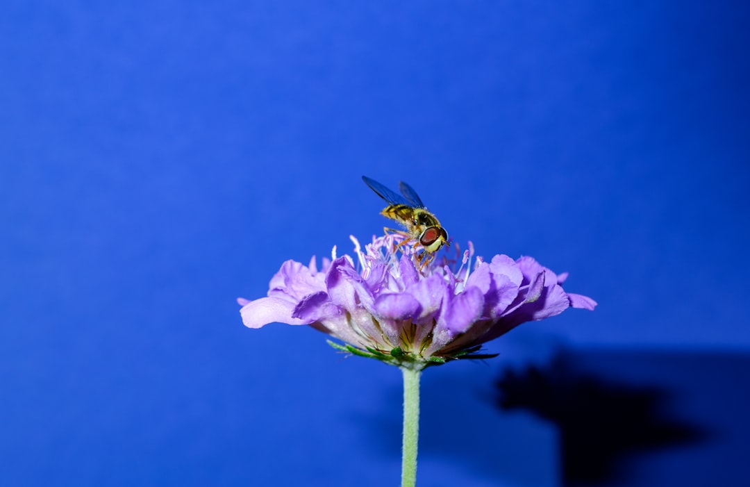 yellow and black bee on purple flower