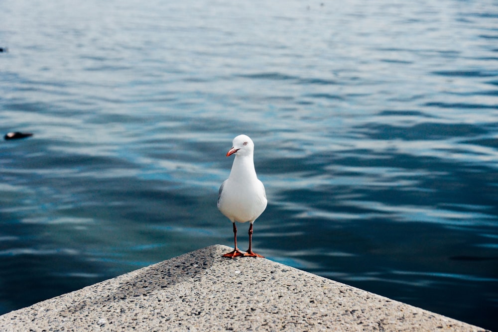 pájaro blanco en una superficie de concreto gris cerca del cuerpo de agua durante el día