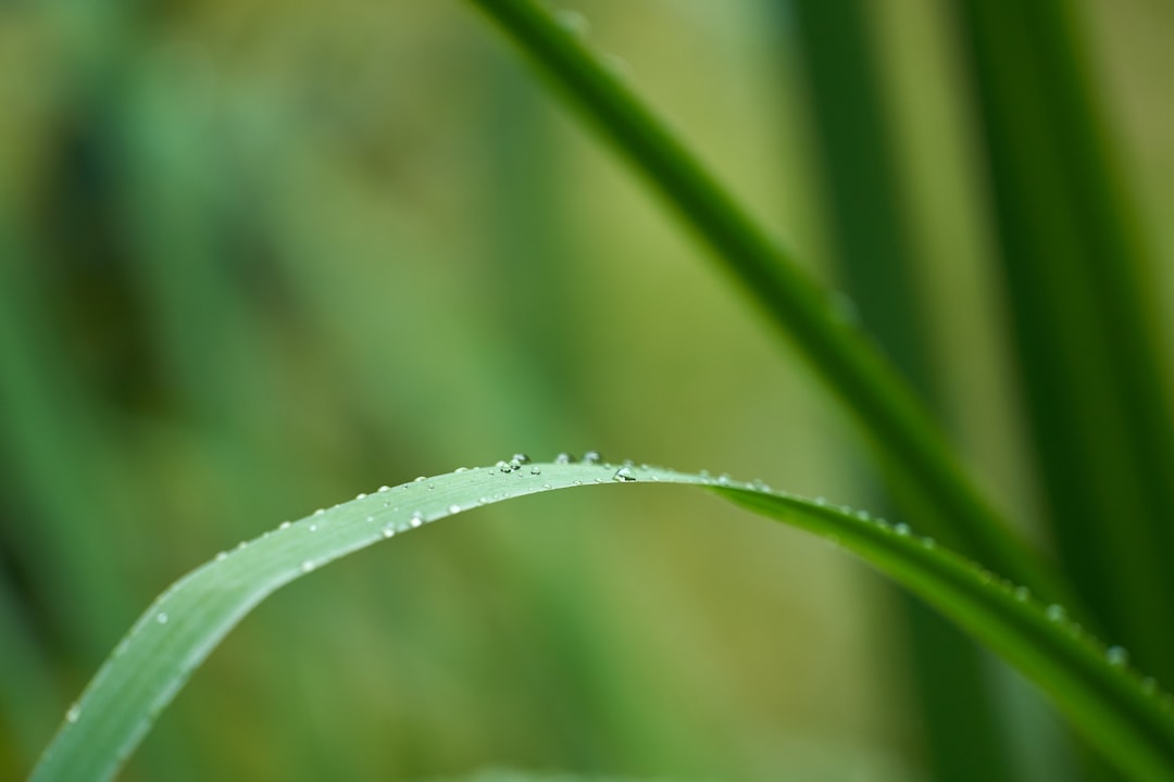 green grass with water droplets