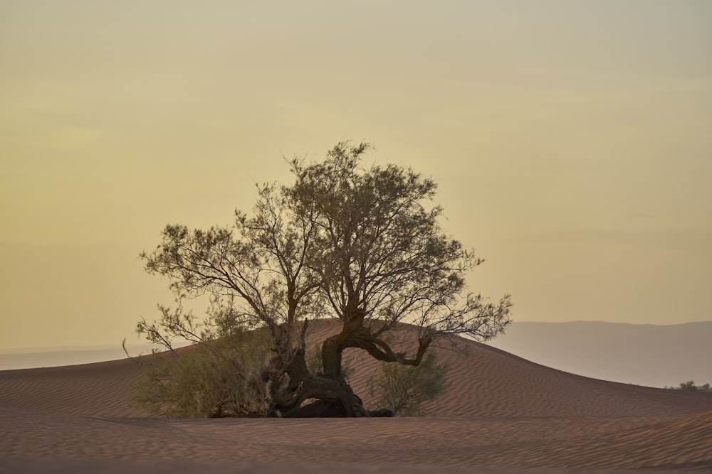 green tree on brown sand during daytime