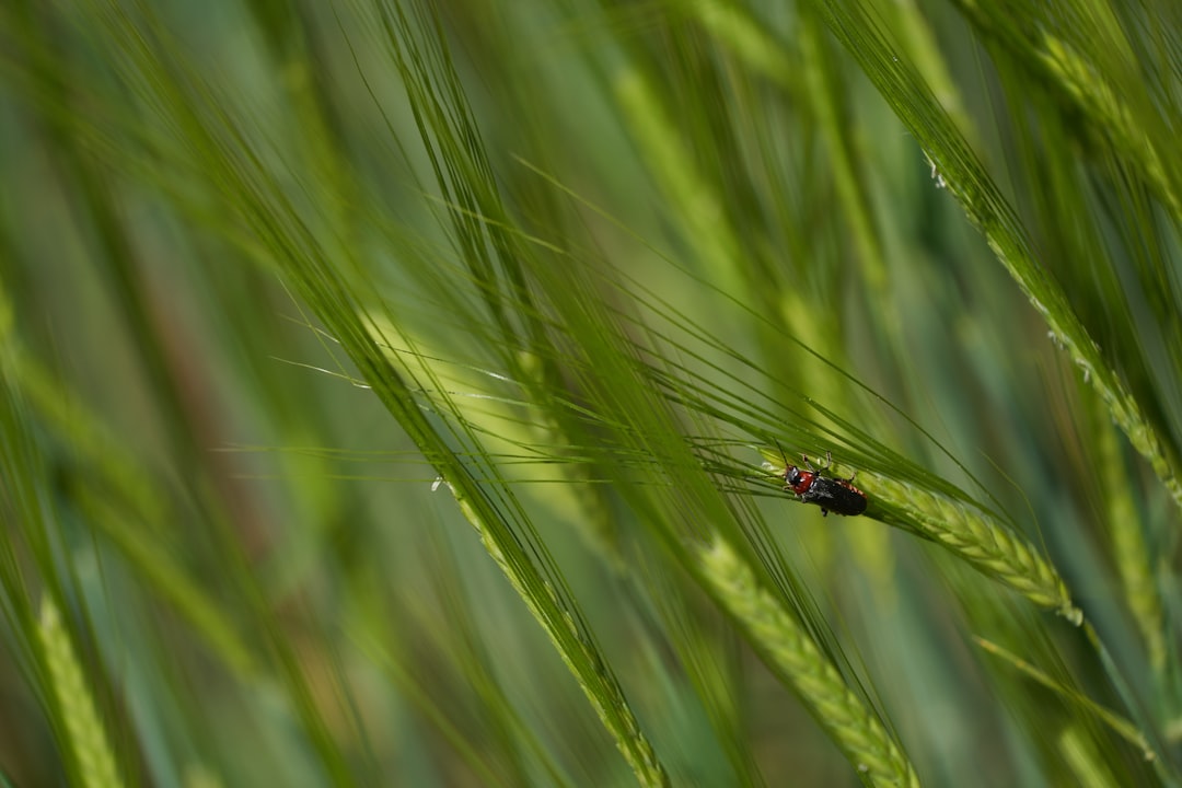 black and yellow dragonfly perched on green wheat