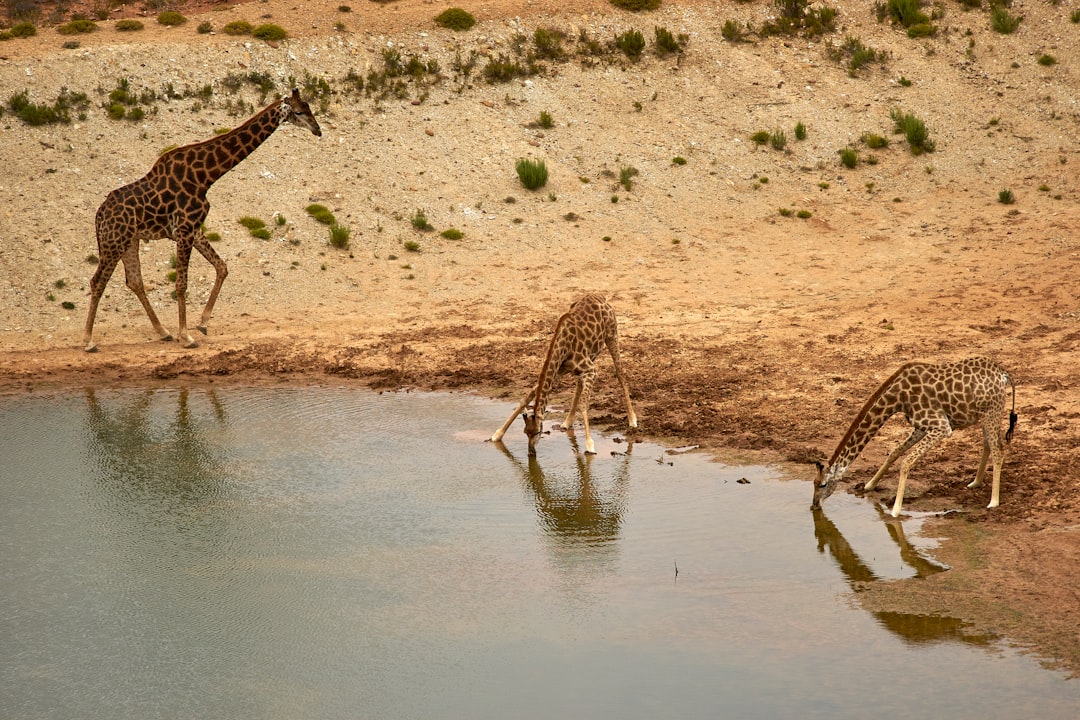 giraffe drinking water on lake during daytime