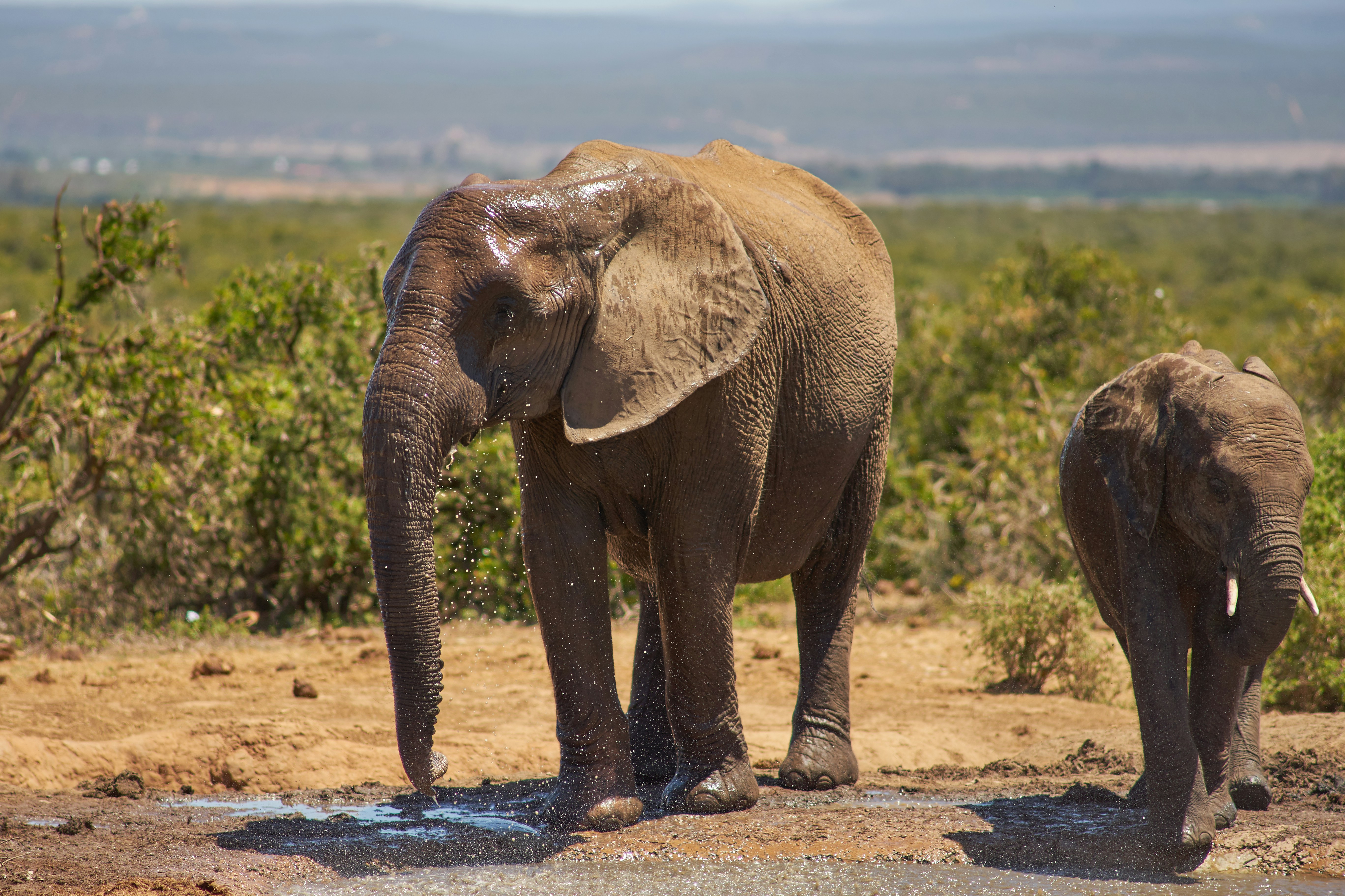 Photo by wolfgang_hasselmann