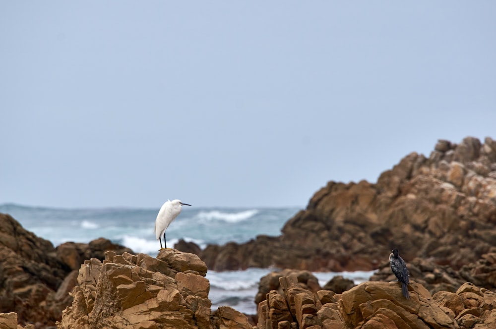 white bird on brown rock near body of water during daytime