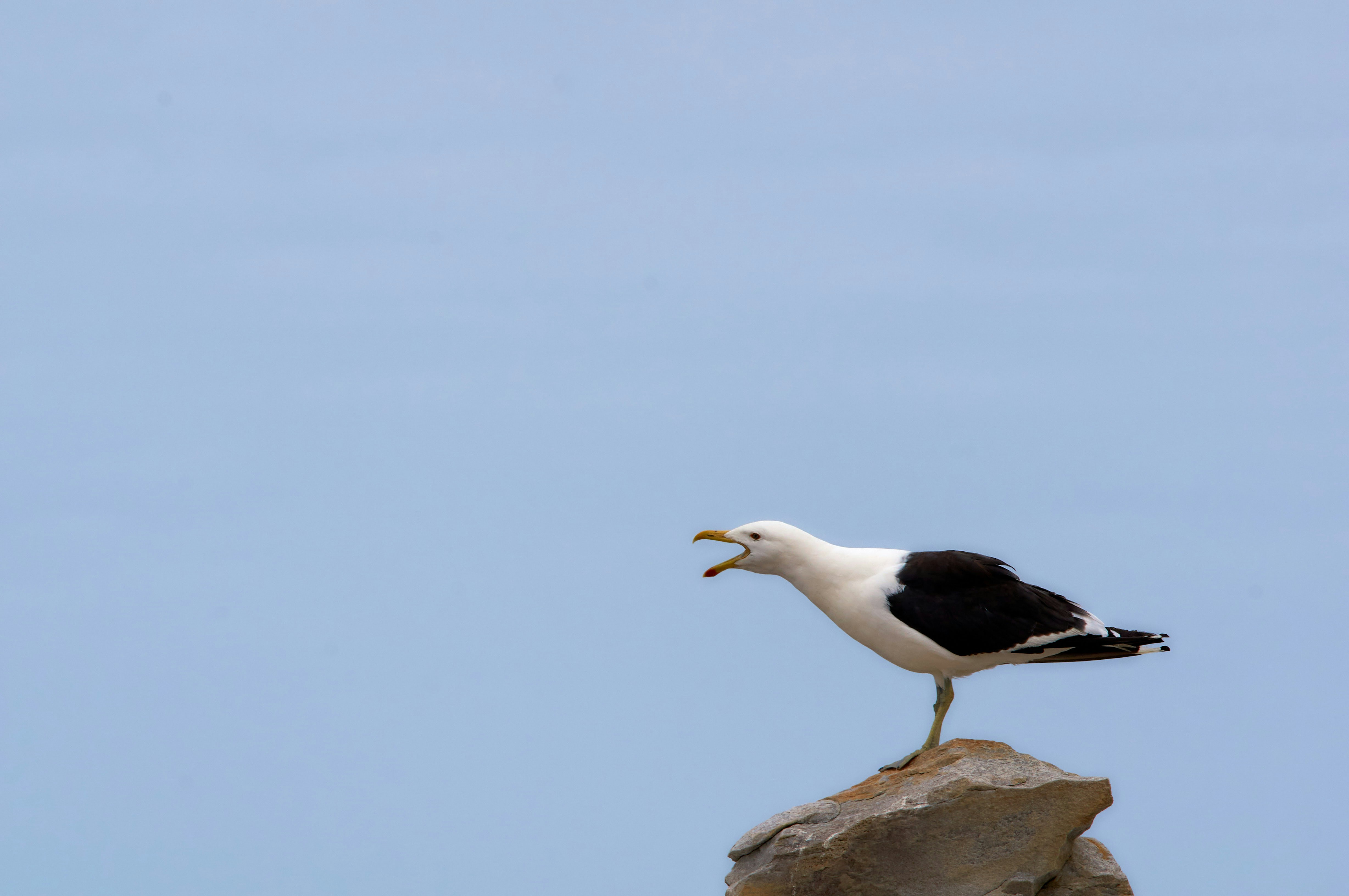 Photo by wolfgang_hasselmann