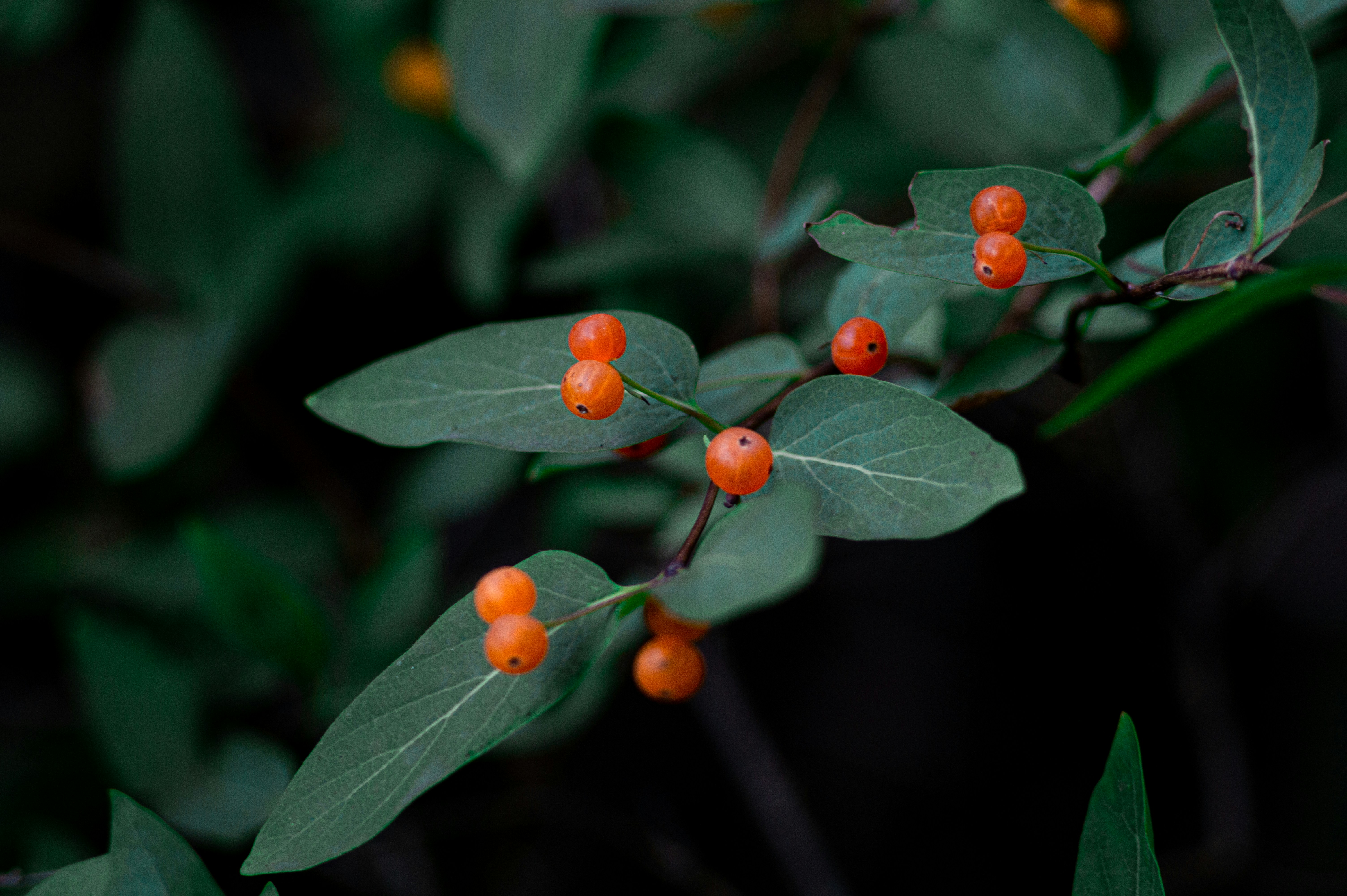 red round fruits in tilt shift lens