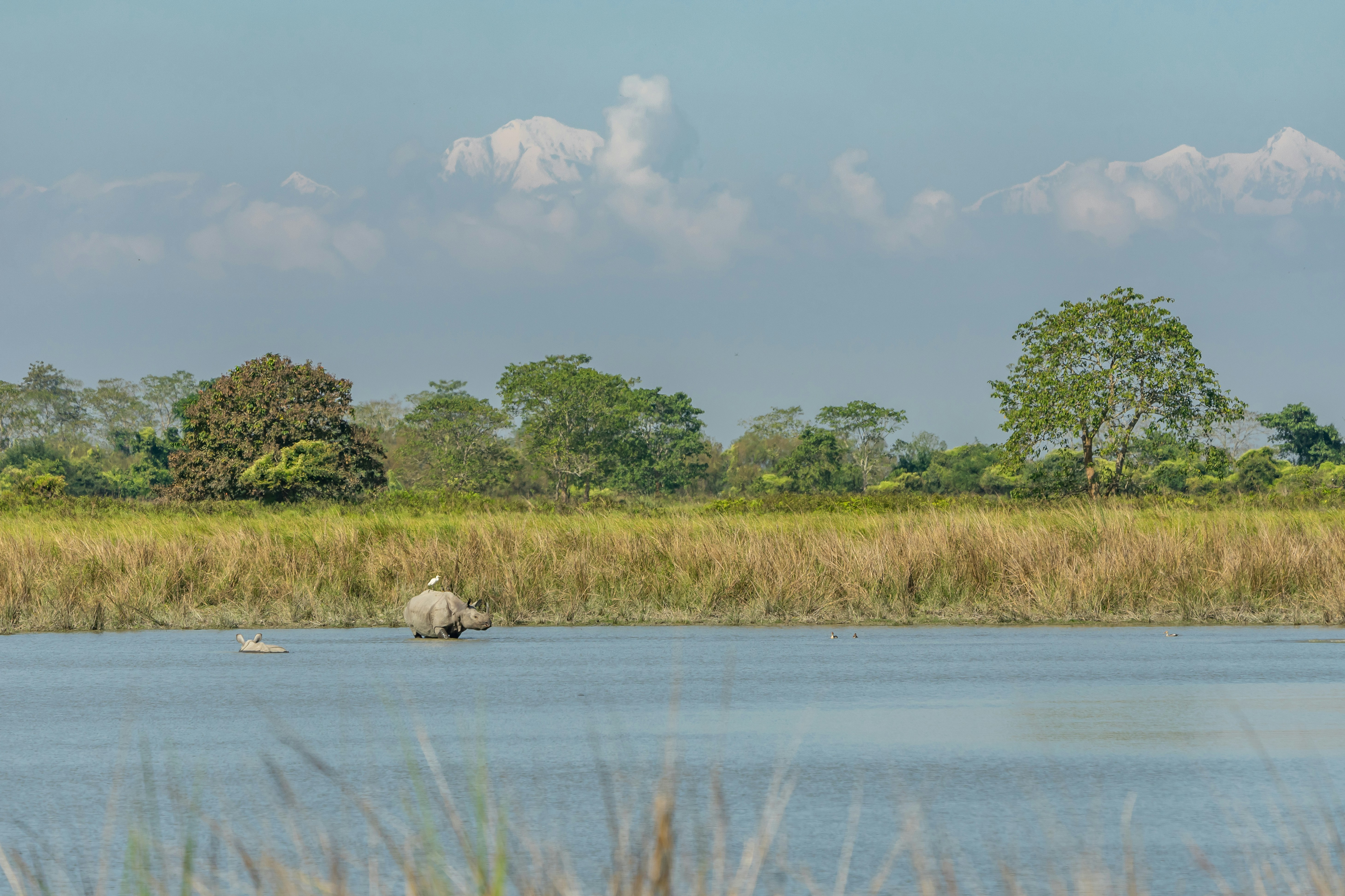 Gorongosa National Park, Mozambique - Rhinos in Kaziranga nat. park, India; Himalaya mountains in the background