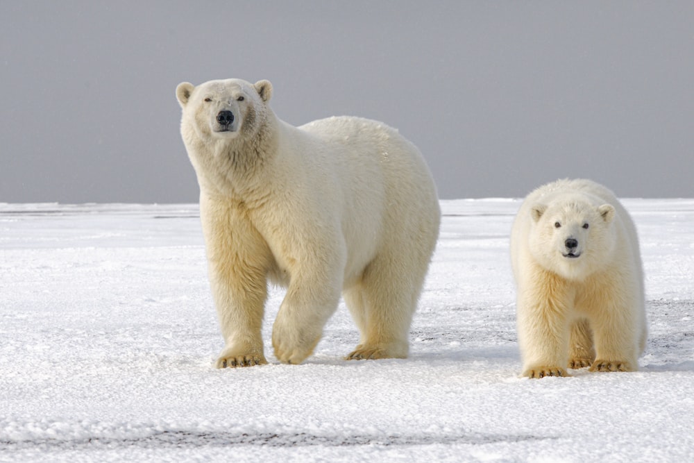 ours polaire sur un sol enneigé pendant la journée