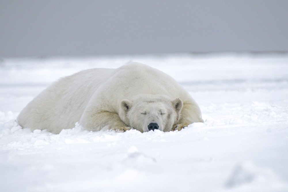 polar bear on snow covered ground during daytime