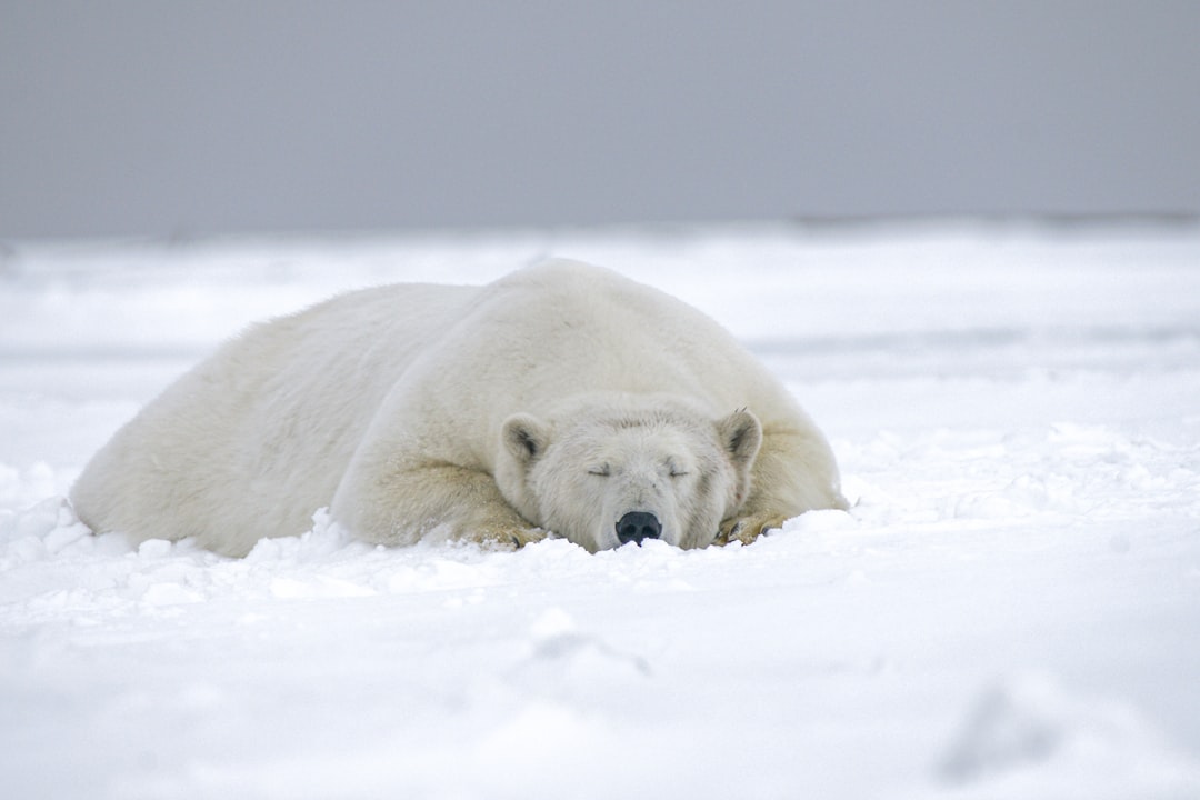 Fur-ious Farewell: Polar Bear Protesters Chilly Reception for Cruis… — Fur-ious Farewell