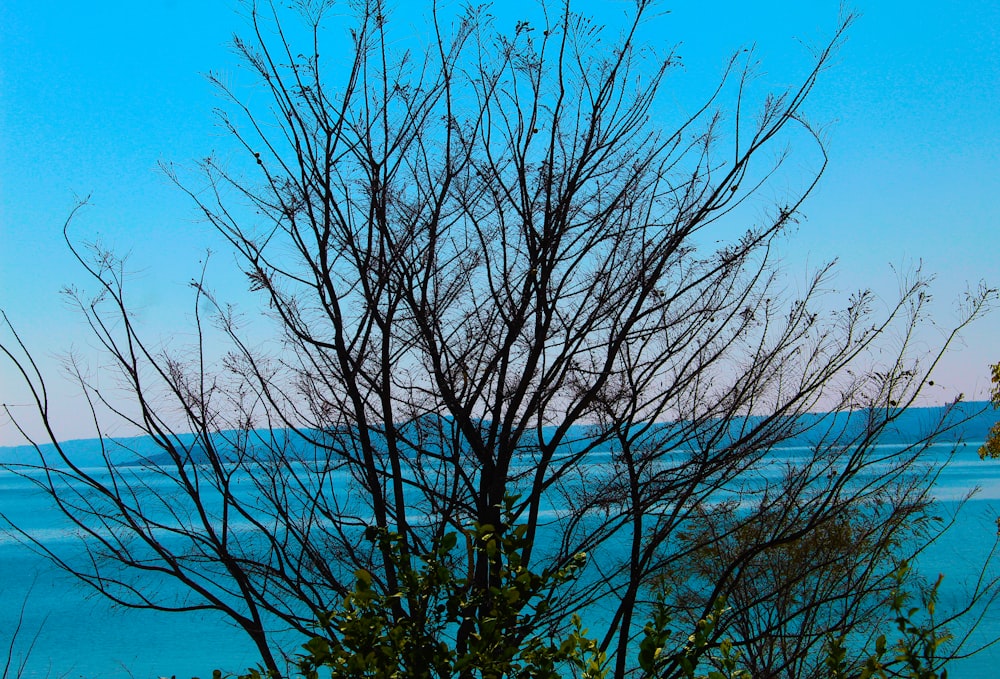 leafless tree under blue sky