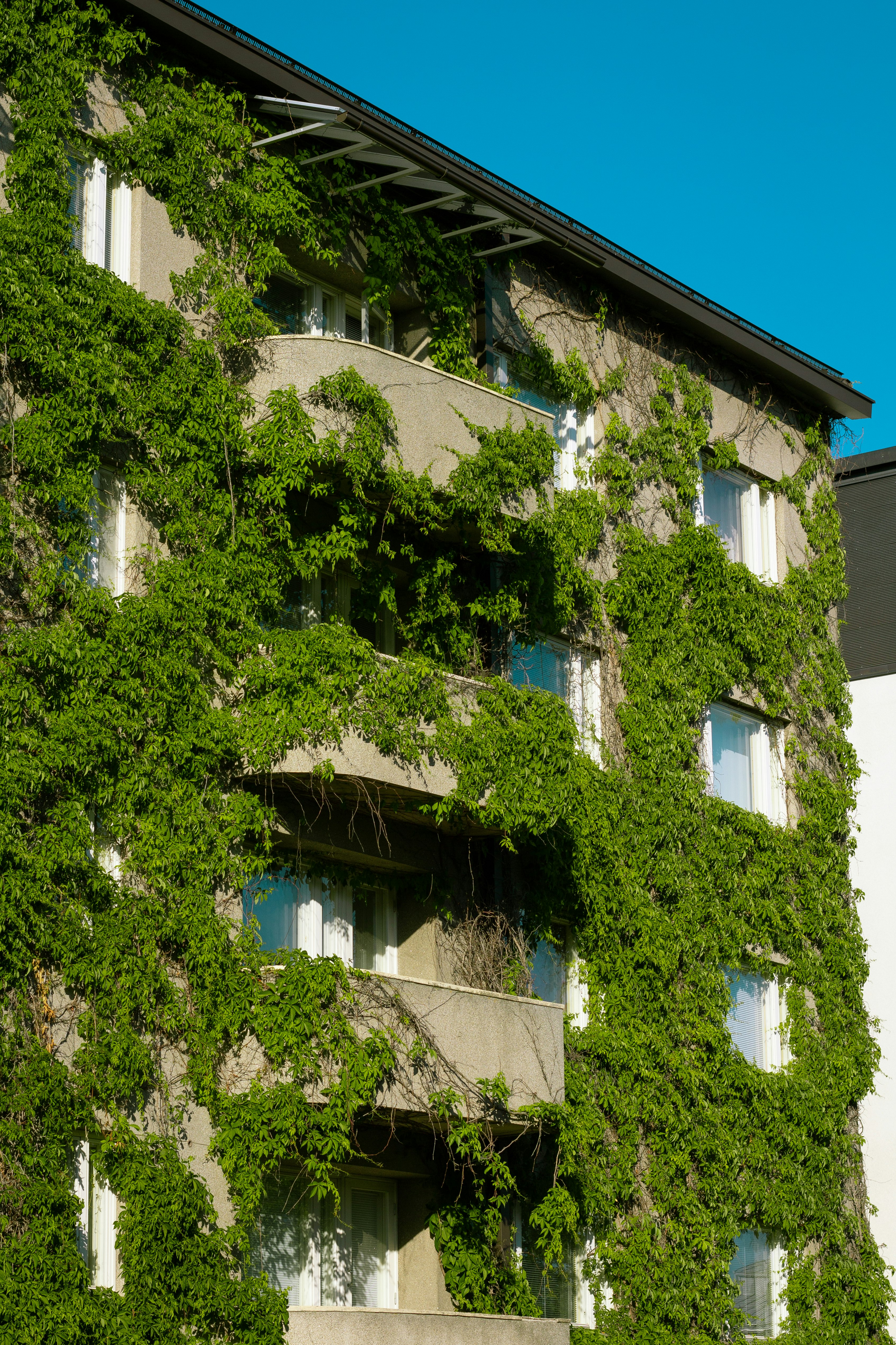 green tree in front of white concrete building