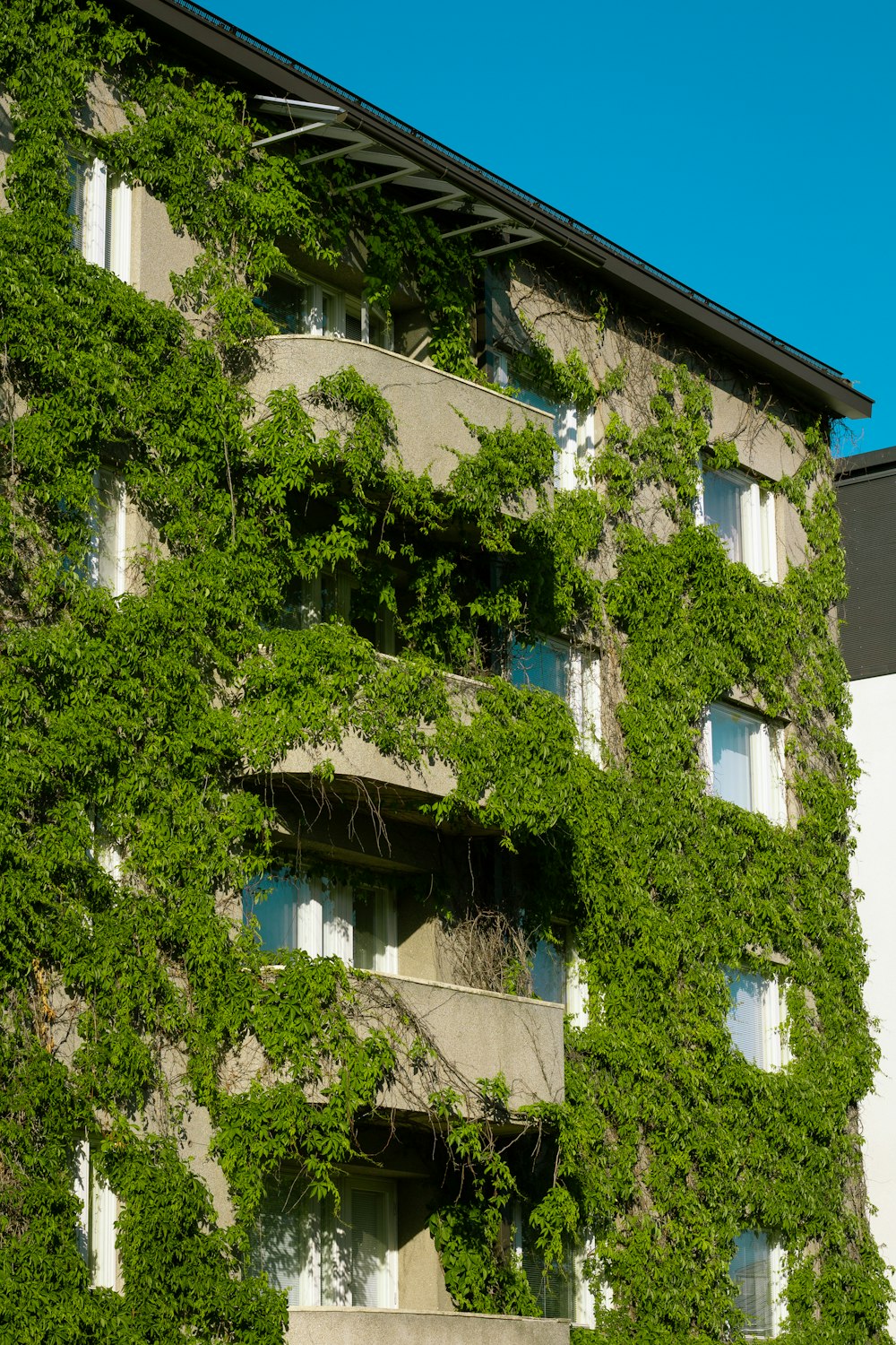 Arbre vert devant un bâtiment en béton blanc