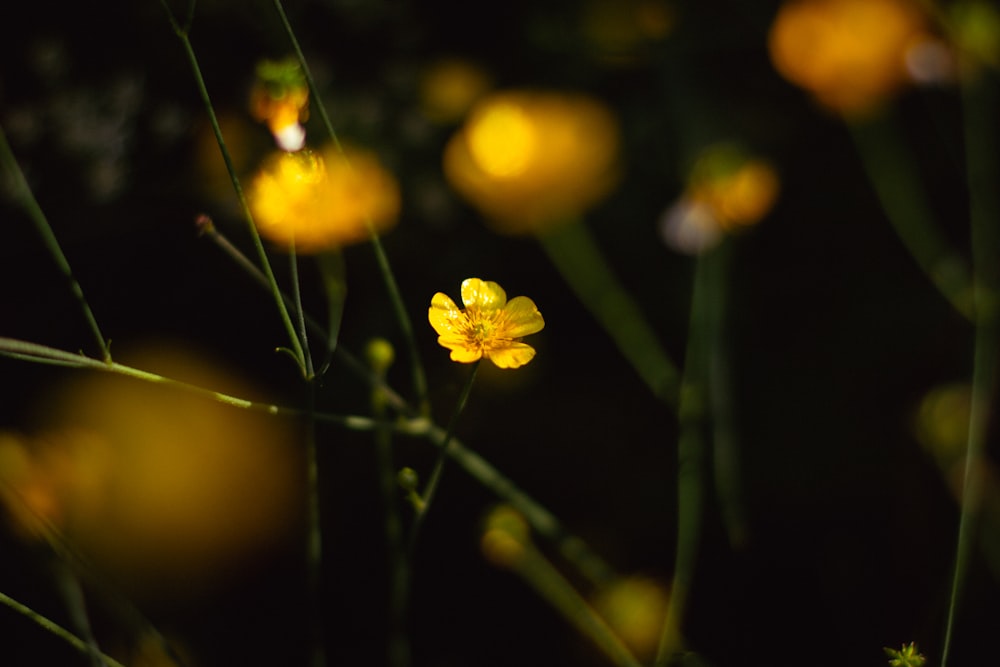 yellow flowers with green leaves