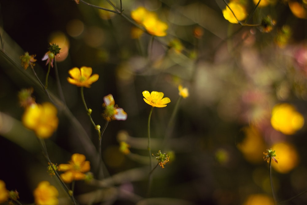 yellow flowers in tilt shift lens