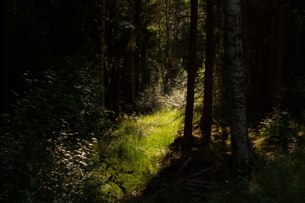 green grass and trees during daytime