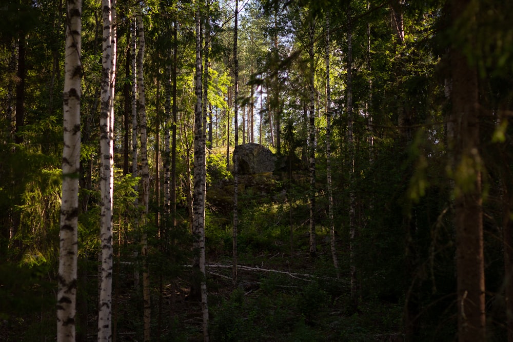 green trees in forest during daytime