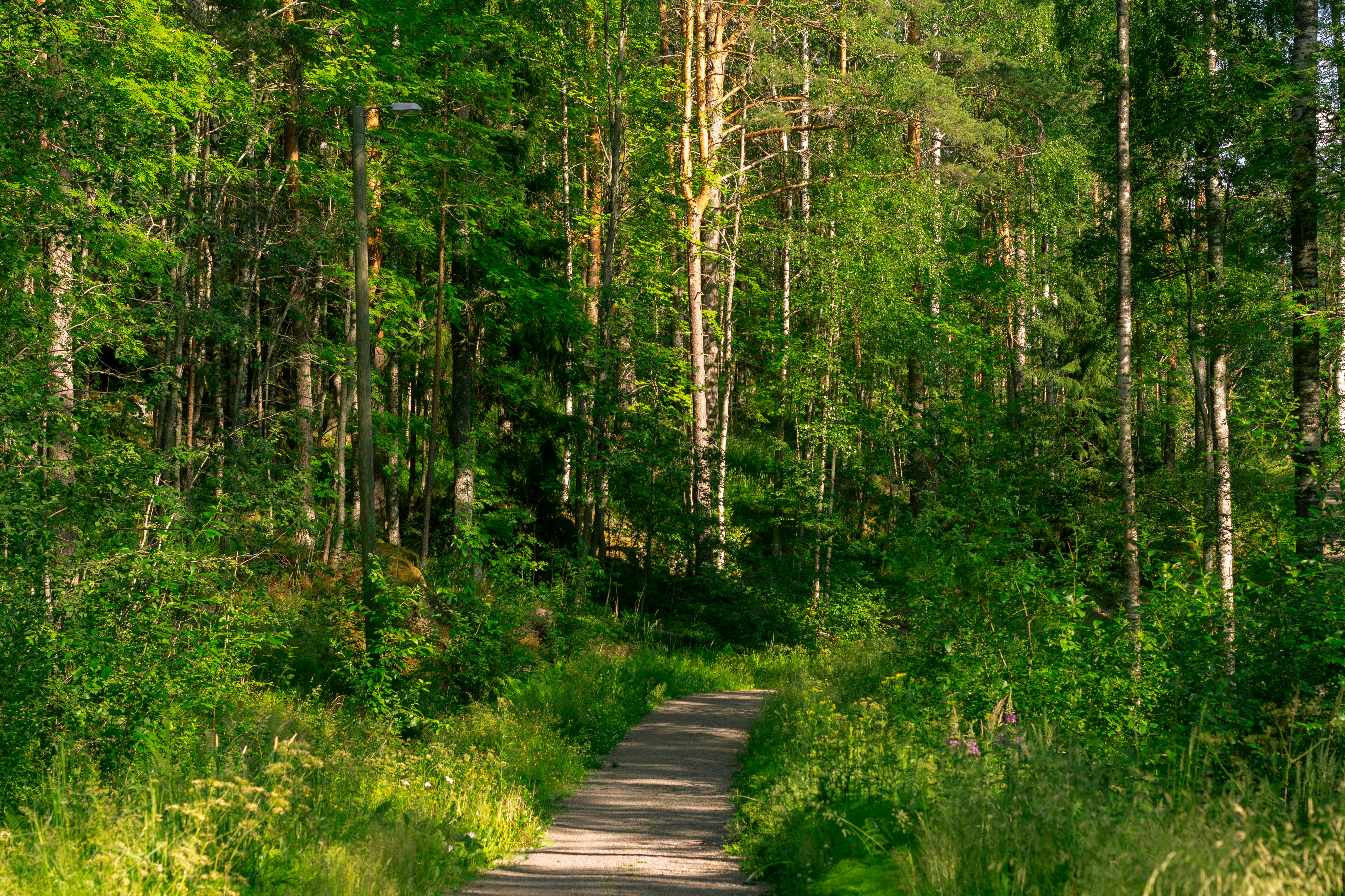 gray wooden pathway between green trees during daytime 풍경 사진