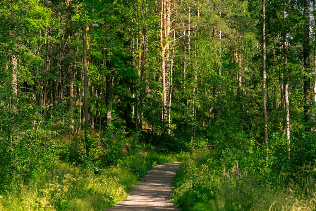 gray wooden pathway between green trees during daytime