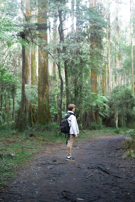 man in gray jacket walking on pathway between trees during daytime in Dandenong Ranges Australia