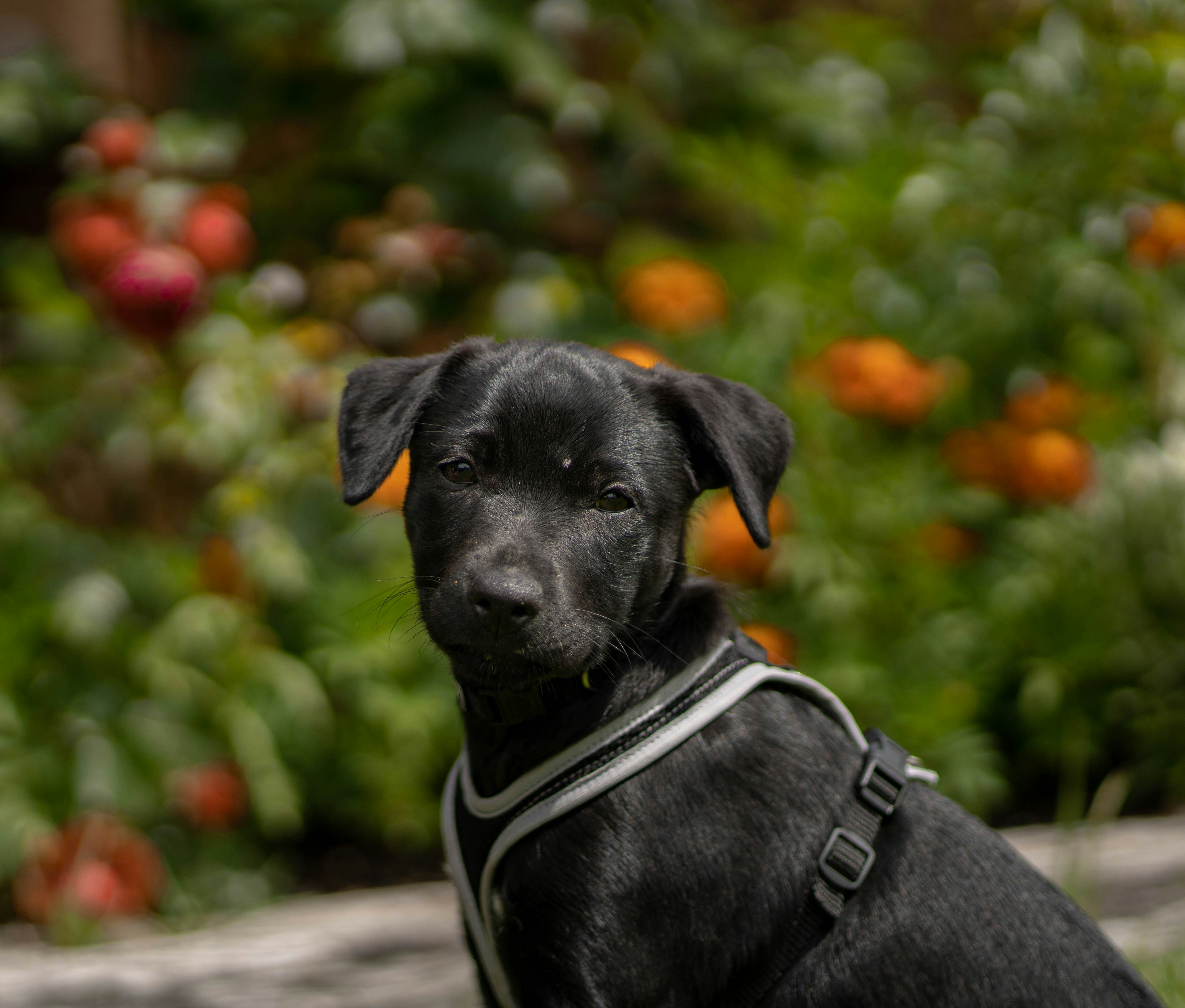 黒と白の犬の鎖を持つ黒のショート コート中型犬の写真 Unsplashで見つけるスイスの無料写真