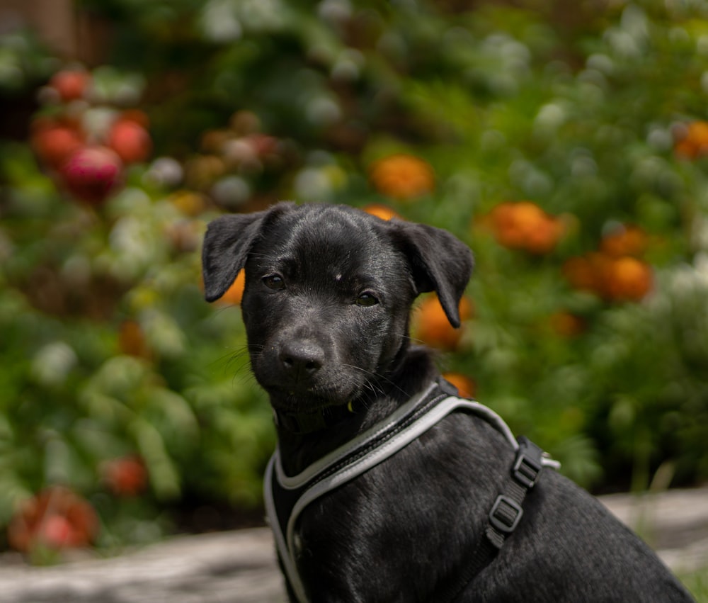 chien moyen à poil court noir avec laisse de chien noir et blanc photo –  Photo 스위스 Gratuite sur Unsplash