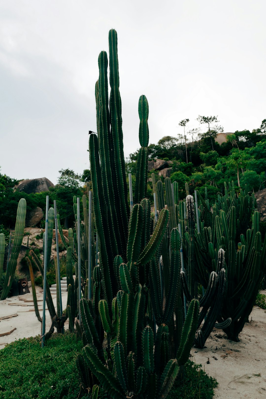 green cactus plants near brown wooden fence during daytime