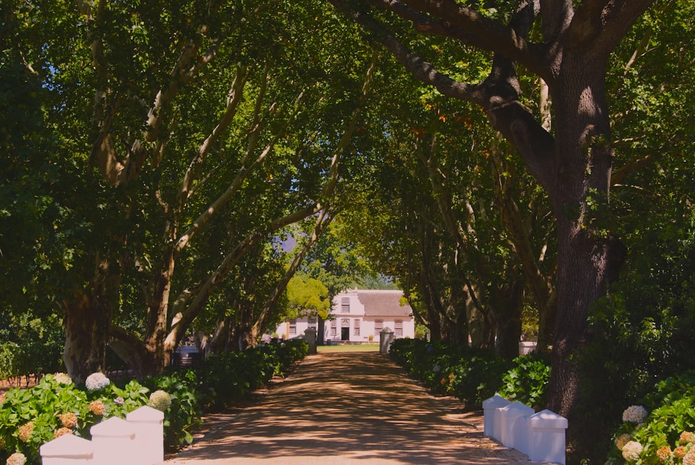 alberi verdi vicino a brown pathway