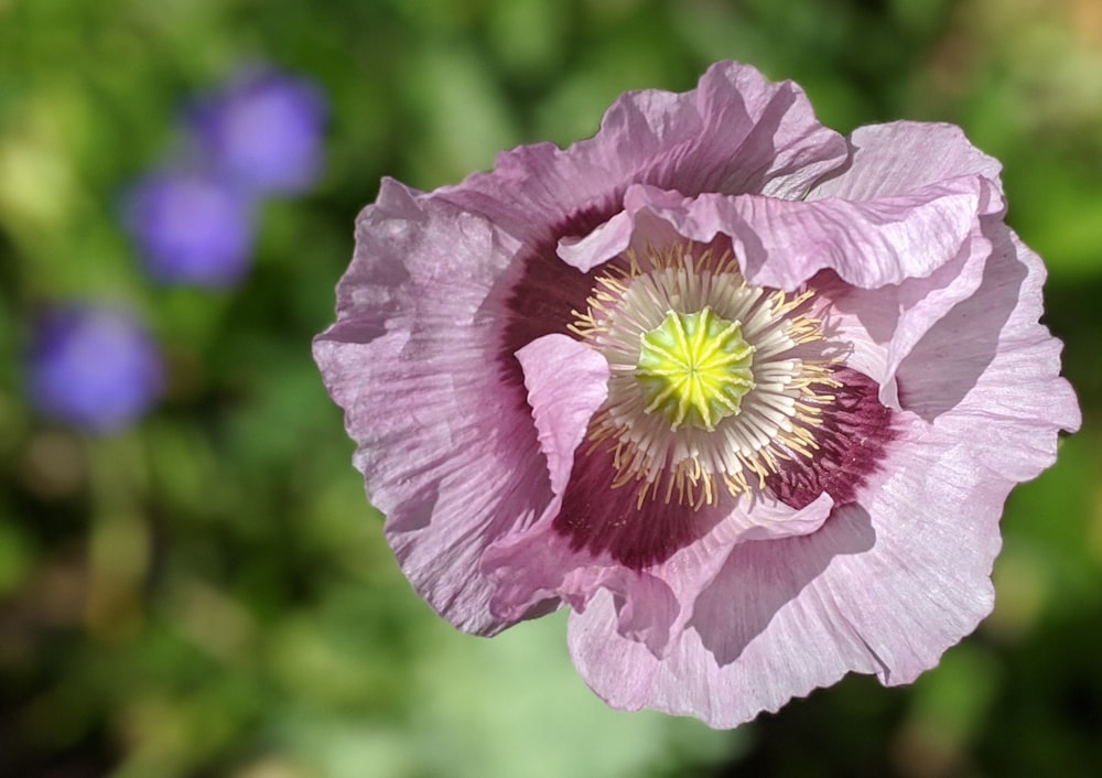 pink and white flower in tilt shift lens